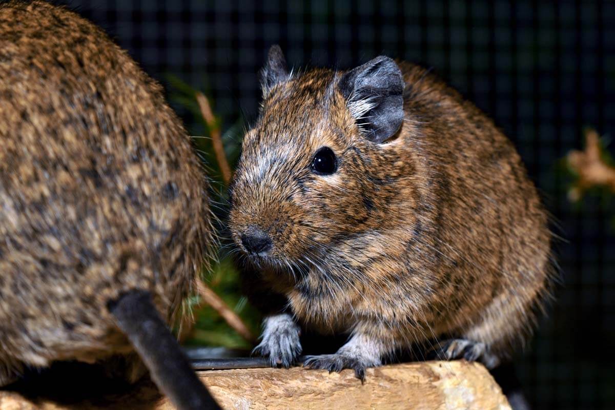 Degu aus der Nähe