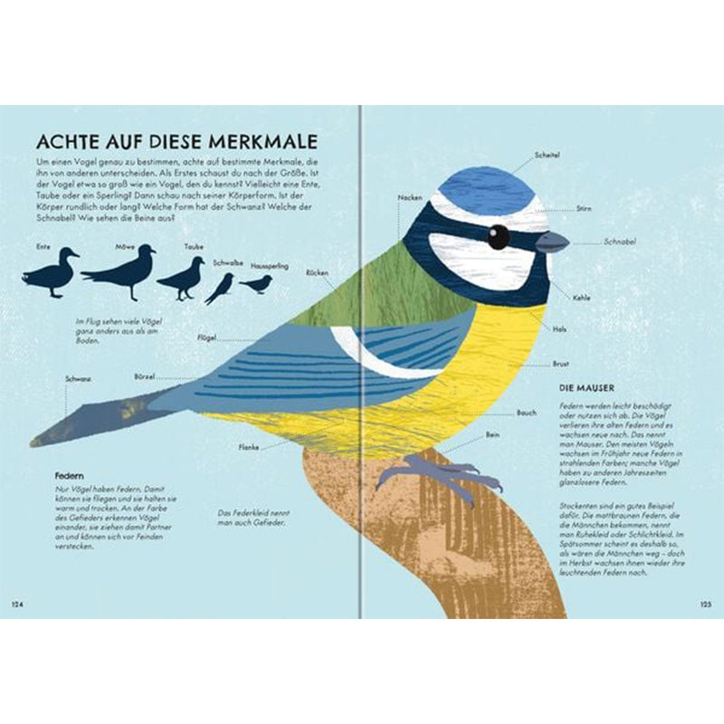 Innenseite – Vogelwissen. Große Illustration eines Vogels mit beschrifteten Körperteilen, Erklärtext zur Vogelbestimmung.