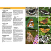 Doppelseite aus einem Naturführer über Schmetterlinge. Links stehen Beschreibungen zu fünf Arten: Großer Eisvogel, Kleiner Eisvogel, Wald-Mohrenfalter, C-Falter und Schachbrett. Es gibt Infos zu Aussehen, Lebensraum und Verhalten. Rechts Fotos der Schmetterlinge: oben zwei Bilder vom Großen Eisvogel, darunter der Kleine Eisvogel, daneben der Wald-Mohrenfalter, unten der C-Falter und rechts unten das Schachbrett.
