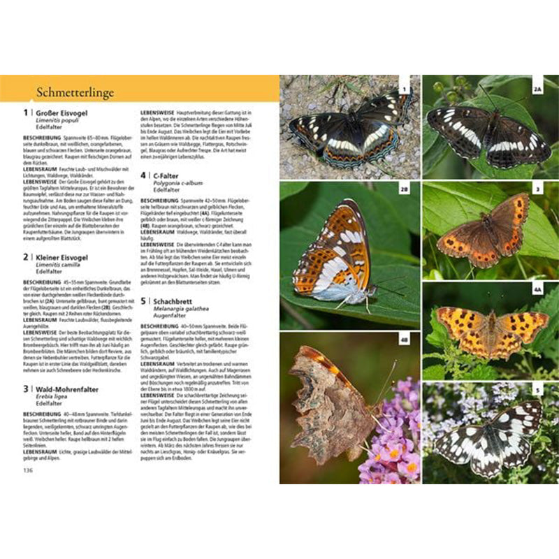 Doppelseite aus einem Naturführer über Schmetterlinge. Links stehen Beschreibungen zu fünf Arten: Großer Eisvogel, Kleiner Eisvogel, Wald-Mohrenfalter, C-Falter und Schachbrett. Es gibt Infos zu Aussehen, Lebensraum und Verhalten. Rechts Fotos der Schmetterlinge: oben zwei Bilder vom Großen Eisvogel, darunter der Kleine Eisvogel, daneben der Wald-Mohrenfalter, unten der C-Falter und rechts unten das Schachbrett.
