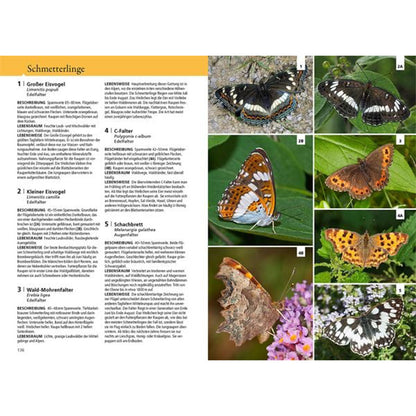 Doppelseite aus einem Naturführer über Schmetterlinge. Links stehen Beschreibungen zu fünf Arten: Großer Eisvogel, Kleiner Eisvogel, Wald-Mohrenfalter, C-Falter und Schachbrett. Es gibt Infos zu Aussehen, Lebensraum und Verhalten. Rechts Fotos der Schmetterlinge: oben zwei Bilder vom Großen Eisvogel, darunter der Kleine Eisvogel, daneben der Wald-Mohrenfalter, unten der C-Falter und rechts unten das Schachbrett.

