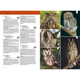 Doppelseite aus einem Tierlexikon über Vögel. Links Text mit Beschreibungen zu verschiedenen Eulenarten: Uhu, Sperlingskauz, Waldkauz, Rauhfußkauz und Waldohreule. Es gibt Infos zu Bestimmung, Lebensraum und Besonderheiten. Rechts mehrere Fotos von Eulen: oben links ein Uhu mit orangefarbenen Augen, daneben ein kleiner Sperlingskauz, darunter ein Rauhfußkauz in einer Baumhöhle, links unten ein Waldkauz und rechts unten eine Waldohreule mit langen Federohren.
