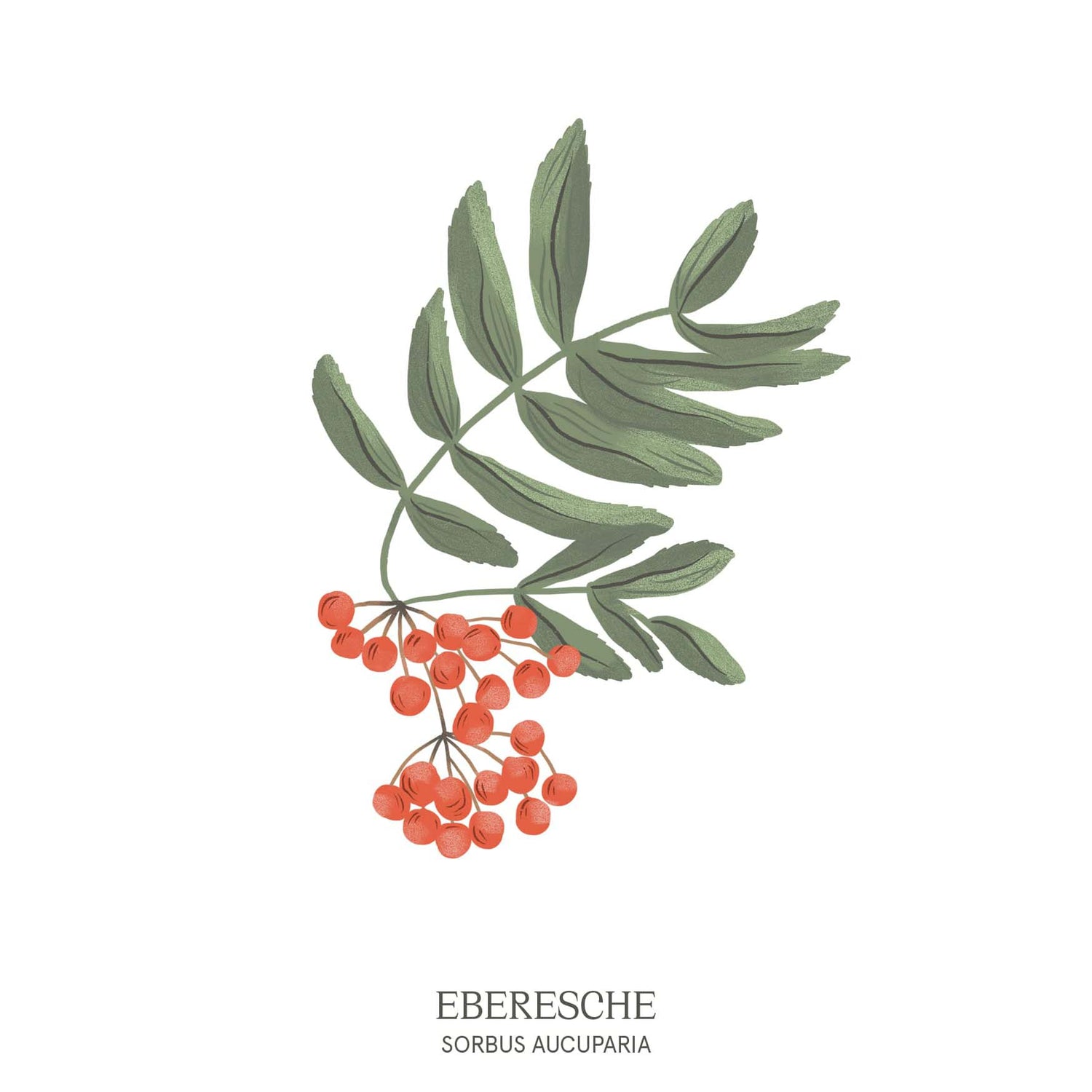 Illustration einer Eberesche (Sorbus aucuparia) mit roten Beeren und filigranen Blättern – Baumhoroskop-Motiv aus dem Waldpark Hochreiter.
