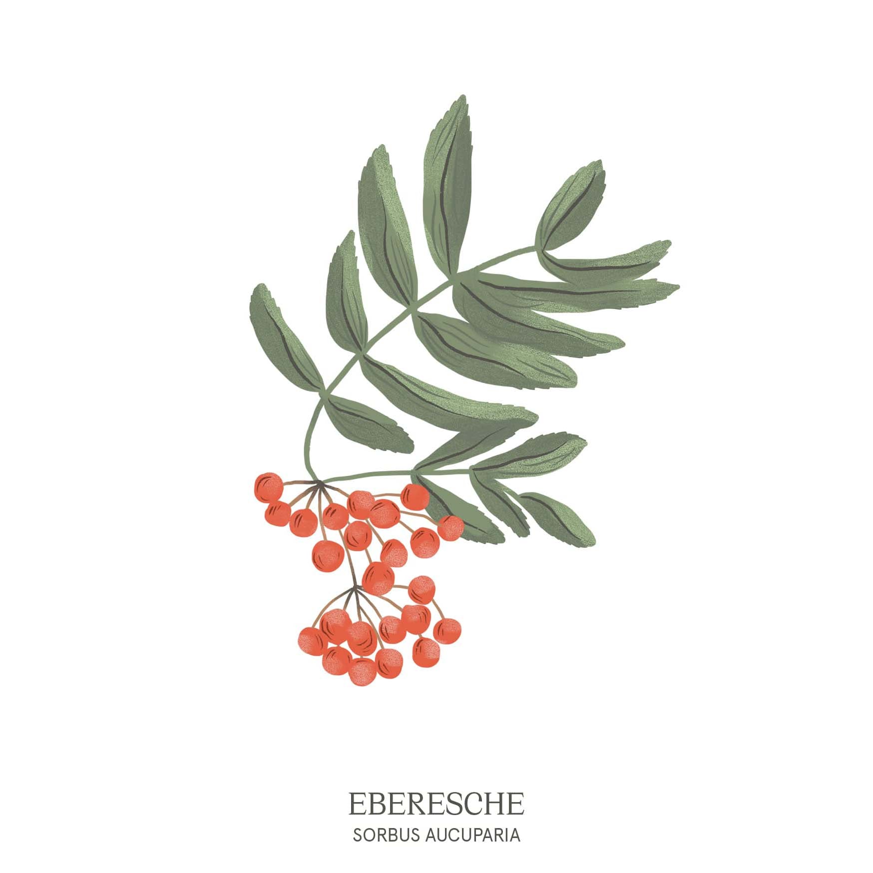 Illustration einer Eberesche (Sorbus aucuparia) mit roten Beeren und filigranen Blättern – Baumhoroskop-Motiv aus dem Waldpark Hochreiter.