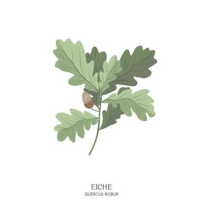 Stilvolle Illustration einer Eiche (Quercus) – Symbol für Stärke im Baumhoroskop des Waldparks Hochreiter.