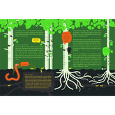 Buchseite. Szene mit mehreren Birkenbäumen, deren Wurzeln sich im Boden ausbreiten. Verschiedene Tiere wie Regenwurm und Käfer sind zu sehen. Text erklärt, wie Bäume miteinander verbunden sind und gegenseitig wachsen.