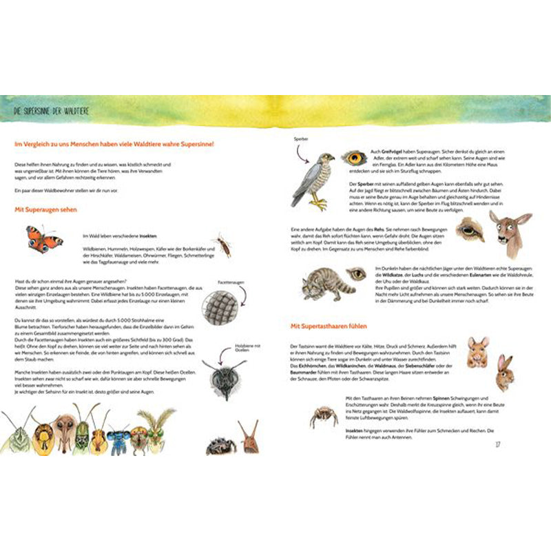 Buchseite: Erklärseite über die Supersinne der Waldbewohner – illustriert mit Tieren wie Eule, Insekt, Hase und zeigt, wie sie sehen, fühlen und hören.