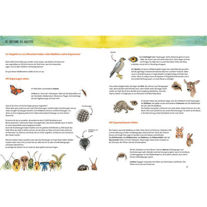 Buchseite: Erklärseite über die Supersinne der Waldbewohner – illustriert mit Tieren wie Eule, Insekt, Hase und zeigt, wie sie sehen, fühlen und hören.