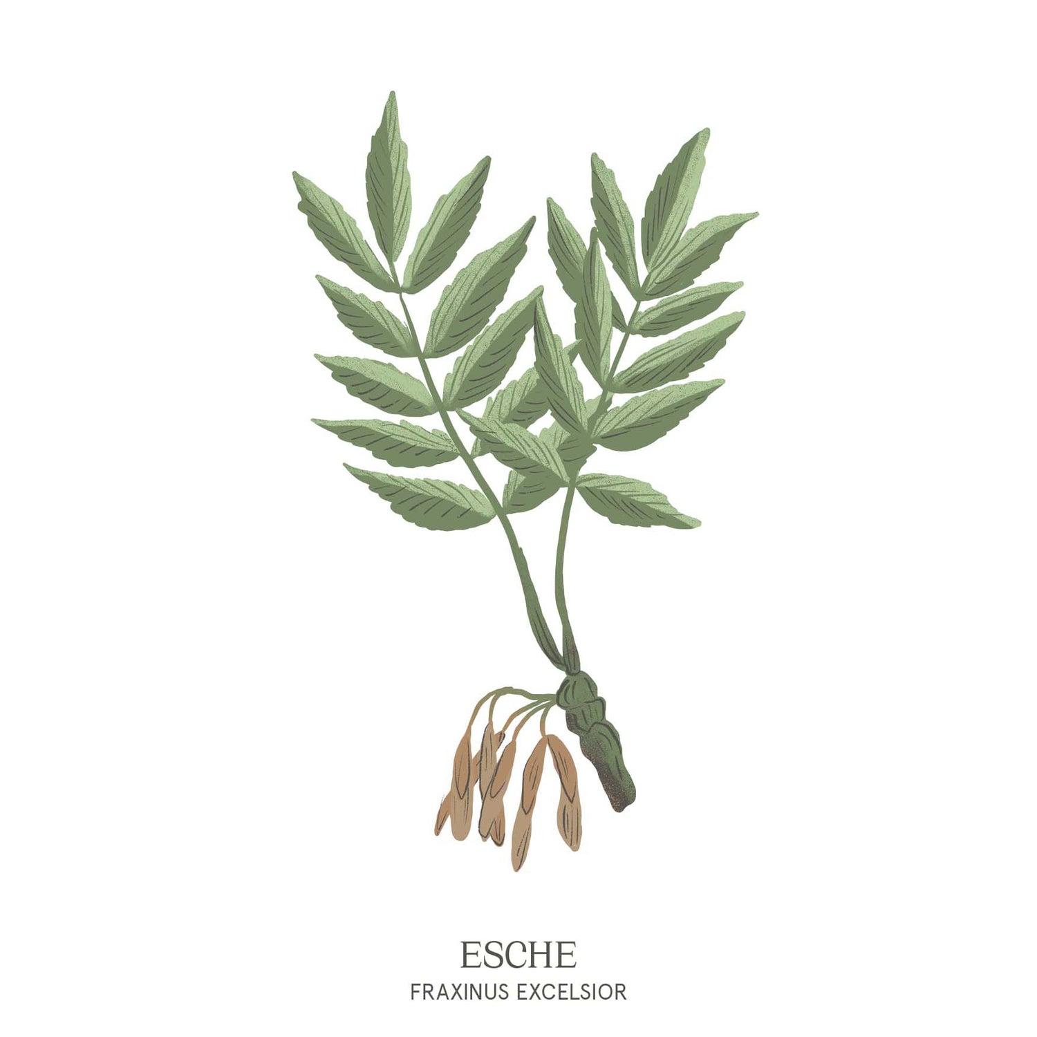 Illustration einer Esche (Fraxinus excelsior) mit eleganten, gefiederten Blättern – Motiv aus dem Baumhoroskop des Waldparks Hochreiter.