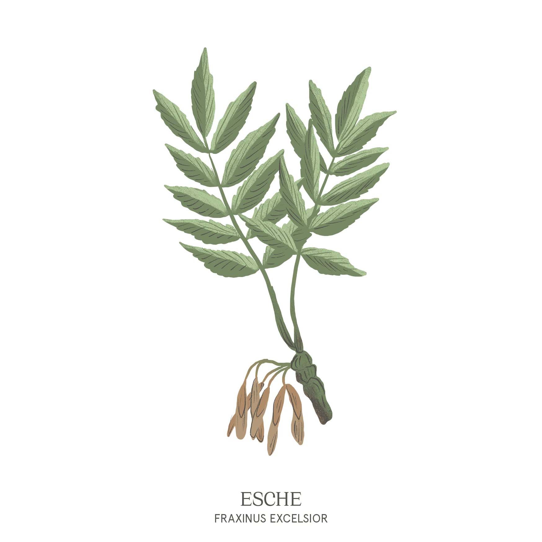 Illustration einer Esche (Fraxinus excelsior) mit eleganten, gefiederten Blättern – Motiv aus dem Baumhoroskop des Waldparks Hochreiter.