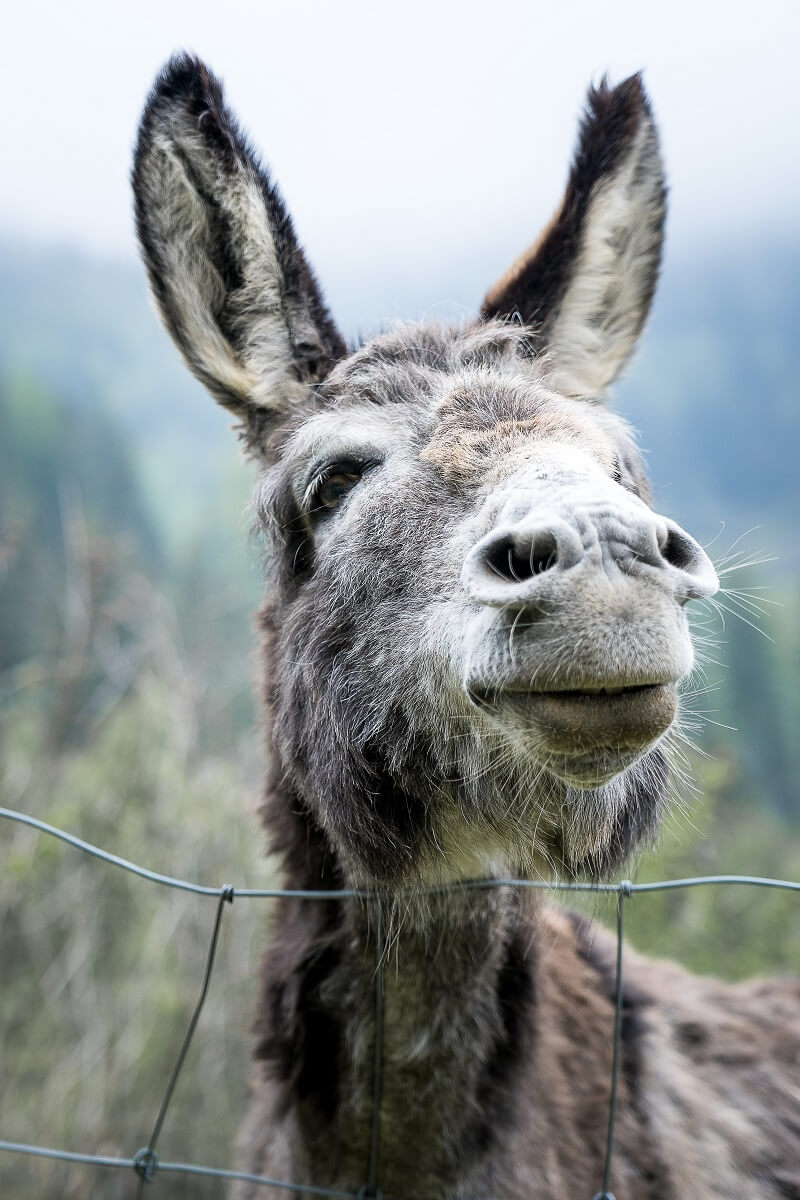 Esel Waldpark Hochreiter