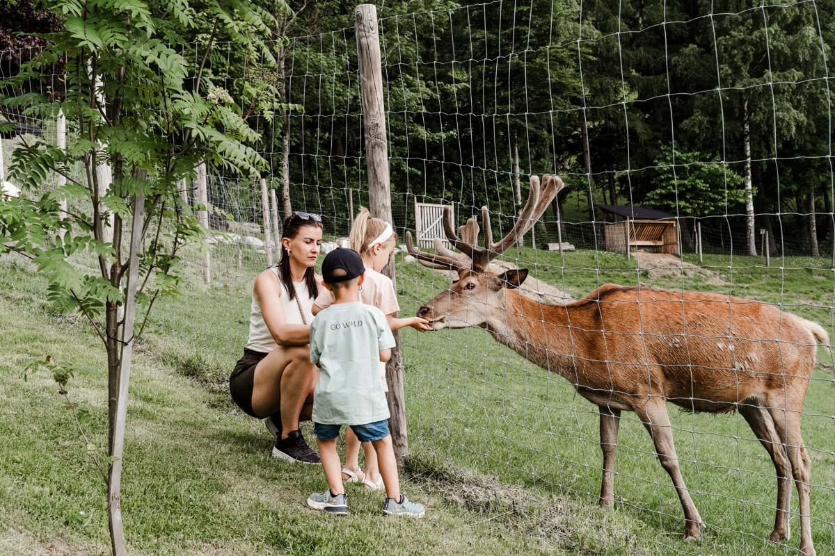Familie füttert Elch