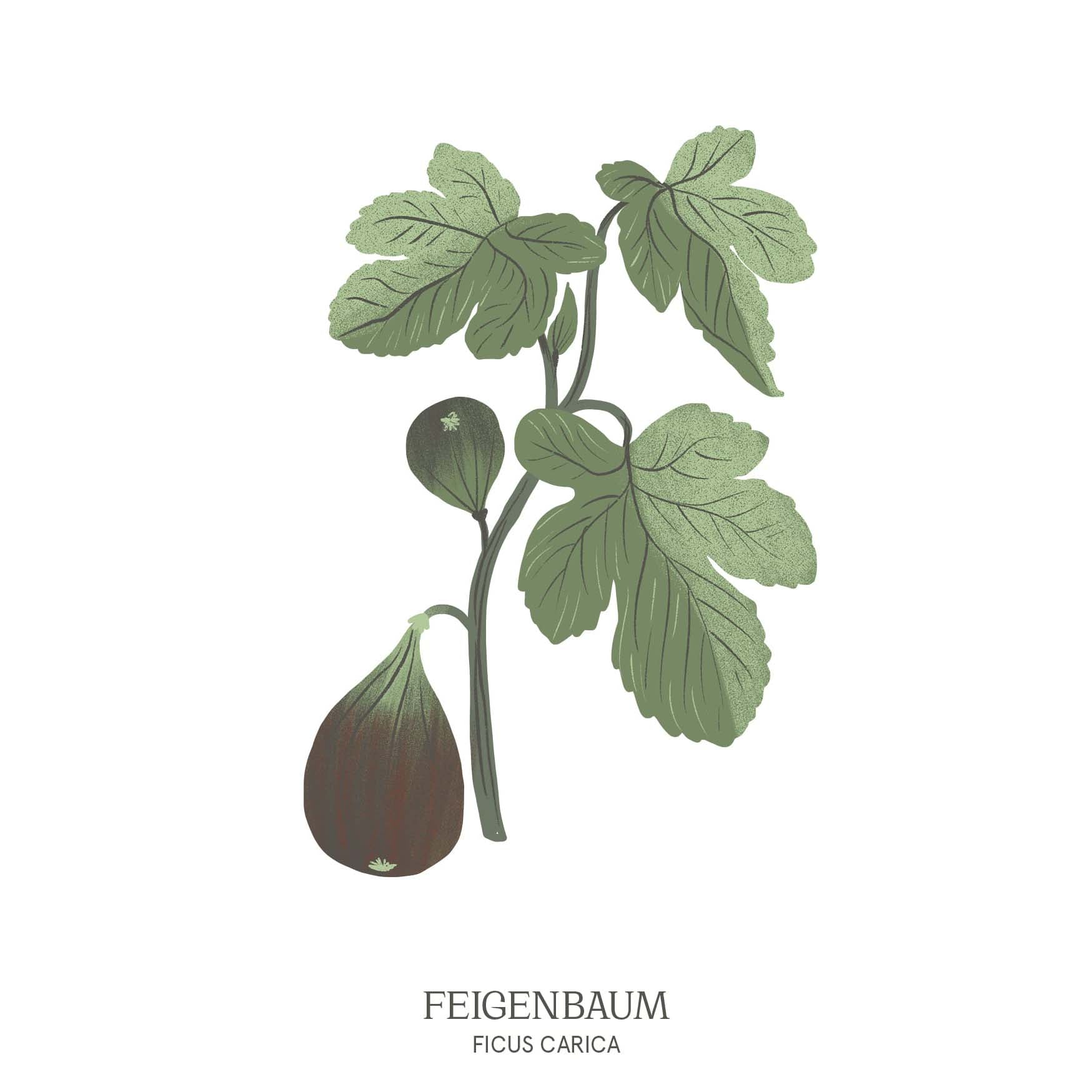 Illustration eines Feigenbaums (Ficus carica) mit großen, charakteristischen Blättern und reifen Früchten – mediterranes Symbol im Baumhoroskop des Waldparks Hochreiter.