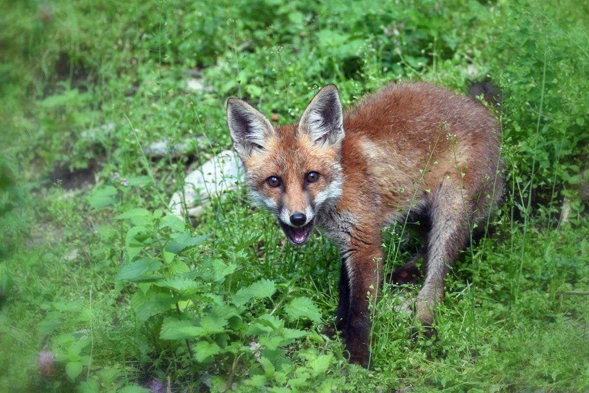 Fuchs spricht - Waldpark Hochreiter