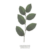 Illustration einer Hagebuche (Carpinus betulus) mit dichtem Laub und feinen Ästen – Teil des Baumhoroskops vom Waldpark Hochreiter.