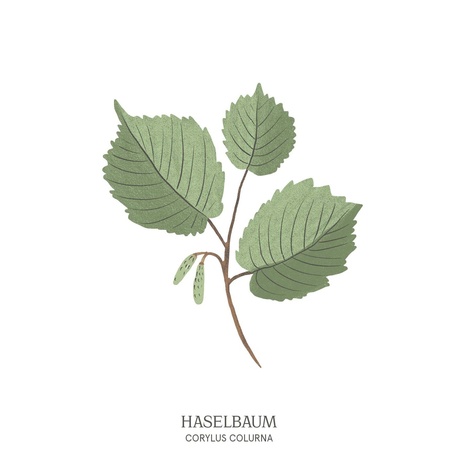 Illustration eines Haselbaums (Corylus colurna) mit runden Blättern und kleinen Früchten – Symbol für Intuition im Baumhoroskop des Waldparks Hochreiter.