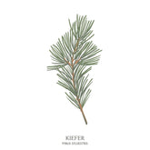 Illustration einer Kiefer (Pinus) mit langen Nadeln und markanter Wuchsform – naturverbundenes Baumhoroskop-Motiv aus dem Waldpark Hochreiter.