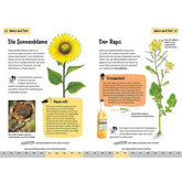 Beispielseiten – Pflanzenporträts von Sonnenblume und Raps, anschaulich erklärt mit Bildern, Fakten und kleinen Experimenten.