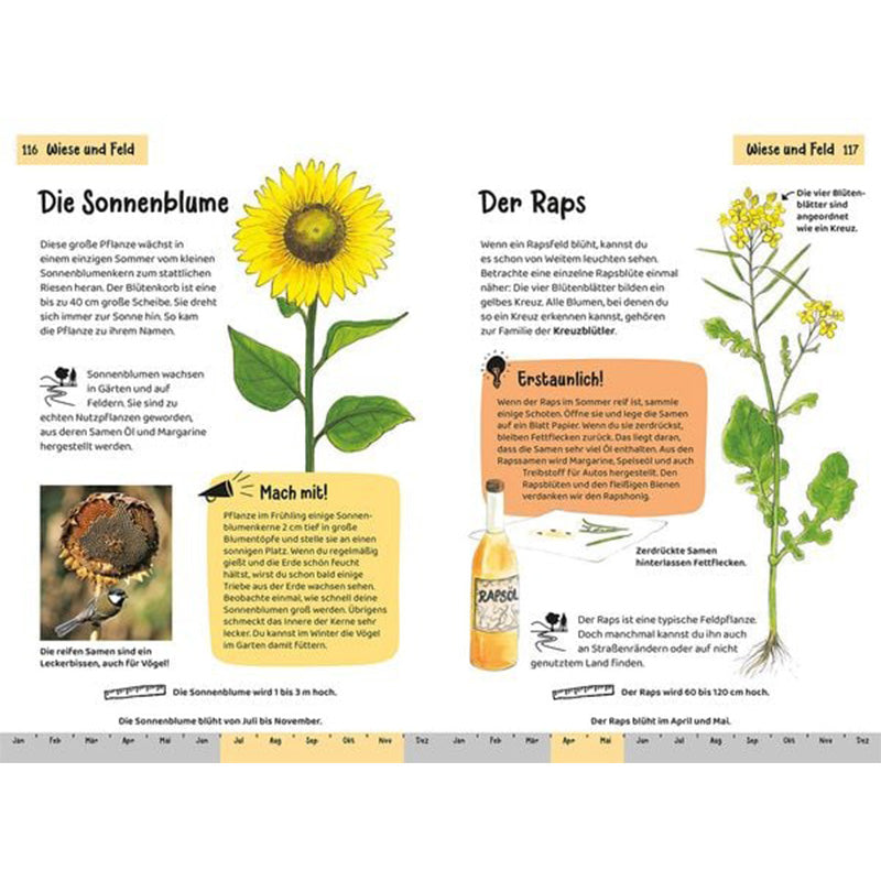 Beispielseiten – Pflanzenporträts von Sonnenblume und Raps, anschaulich erklärt mit Bildern, Fakten und kleinen Experimenten.