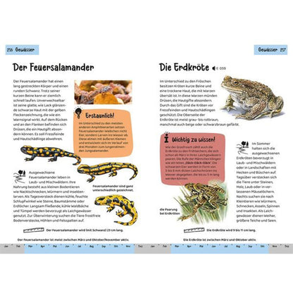 Beispielseiten – Amphibienporträts von Feuersalamander und Erdkröte, inklusive Wissenskästen und anschaulichen Zeichnungen.