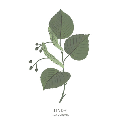 Illustration einer Linde (Tilia) mit herzförmigen Blättern – Symbol für Liebe und Harmonie im Baumhoroskop des Waldparks Hochreiter.