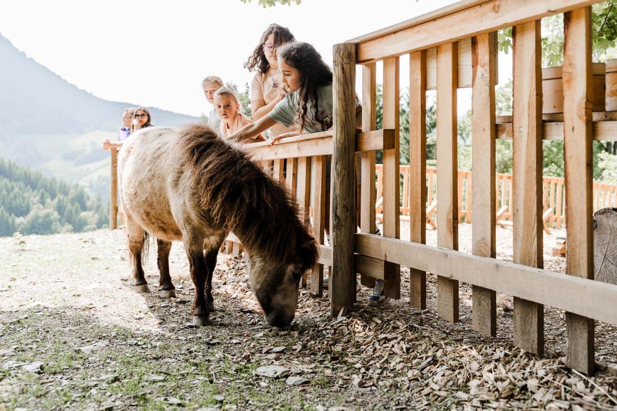 Mini-Ponys im Waldpark Hochreiter