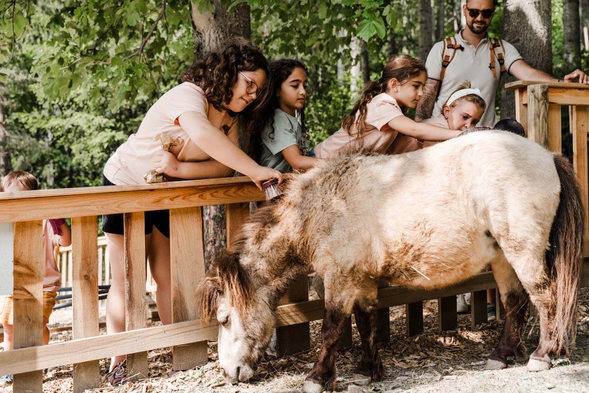 Mini-Pony striegeln Tierpark Hochreiter