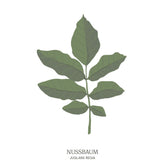 Illustration eines Nussbaums (Juglans regia) mit großen Blättern  – weiser Lebensbaum aus dem Baumhoroskop des Waldparks Hochreiter.