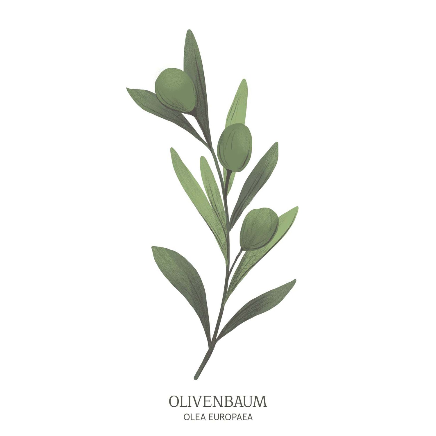Illustration eines Olivenbaums (Olea europaea) mit silbrig-grünen Blättern – mediterranes Motiv des Baumhoroskops vom Waldpark Hochreiter.