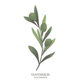 Illustration eines Olivenbaums (Olea europaea) mit silbrig-grünen Blättern – mediterranes Motiv des Baumhoroskops vom Waldpark Hochreiter.