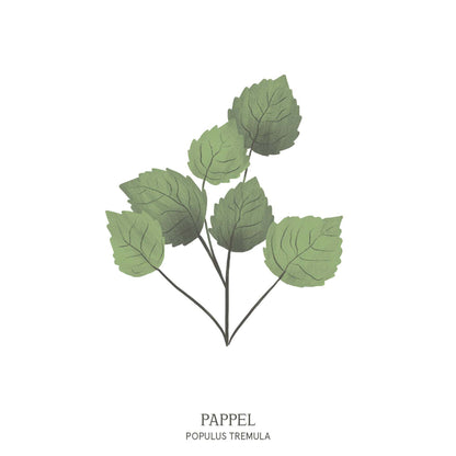 Illustration einer Pappel (Populus) mit hohem, schlankem Wuchs – Symbol für Beweglichkeit im Baumhoroskop des Waldparks Hochreiter.