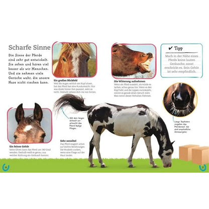 Buchseite: Ein geschecktes Pferd auf einer Wiese, umgeben von Nahaufnahmen von Pferdegesichtern und Texten zu den Sinnen von Pferden.