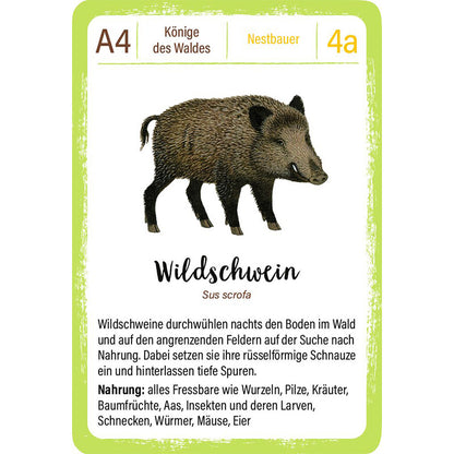 Spielkarte „Wildschwein“ mit Illustration, wissenschaftlichem Namen und Infos zu Lebensweise und Nahrung.