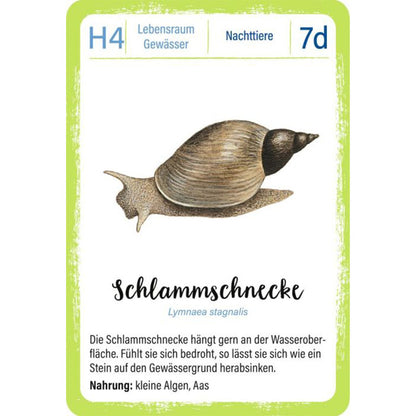 Spielkarte „Schlammschnecke“ mit Illustration, wissenschaftlichem Namen und Infos zu Lebensweise und Nahrung.