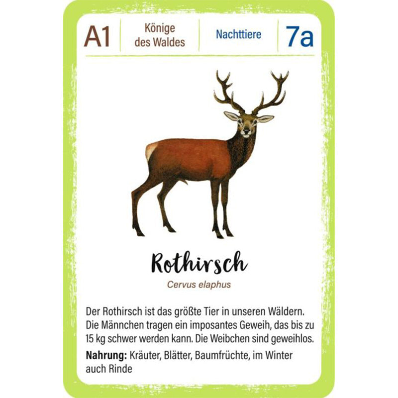 Spielkarte „Rothirsch“ mit Illustration, wissenschaftlichem Namen und Infos zu Lebensweise und Nahrung.