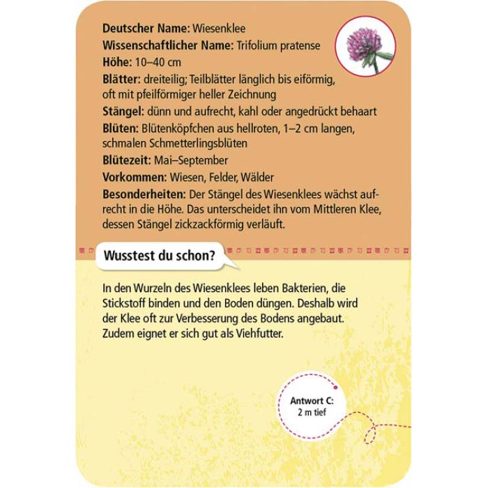 Rückseite der Entdeckerkarte Wiesenklee aus dem Spiel 50 heimische Blumen