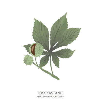 Illustration einer Rosskastanie (Castanea) mit großen Blättern und stacheligen Früchten – naturstarkes Motiv aus dem Baumhoroskop des Waldparks Hochreiter