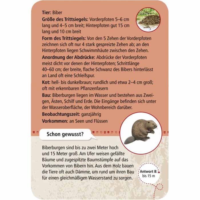 Rückseite der Entdeckerkarte Biber aus dem Spiel 50 Tierspuren