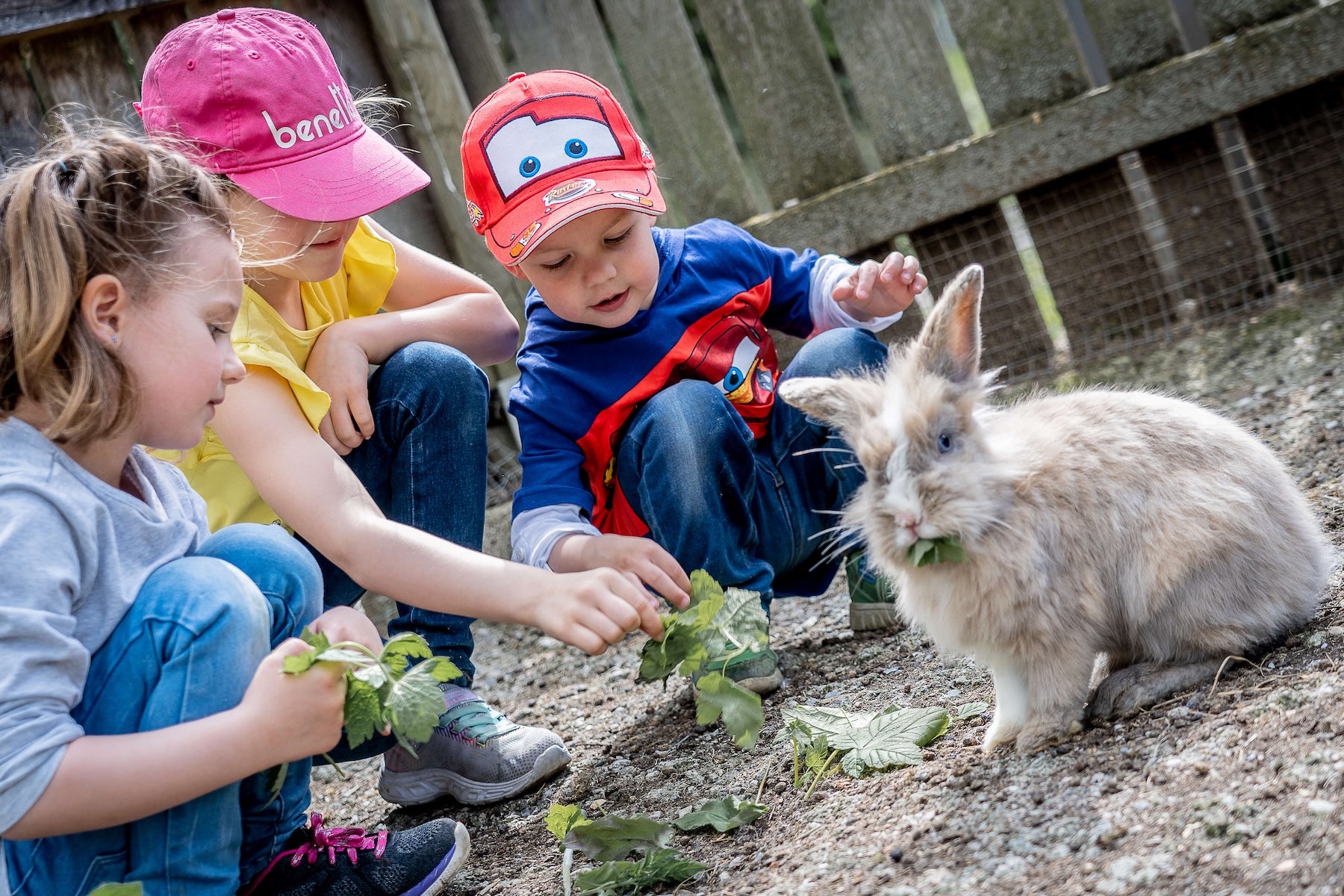 Streichelzoo Hasen füttern