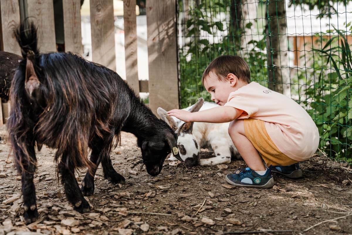 Streichelzoo Kleinkind streichelt Ziege