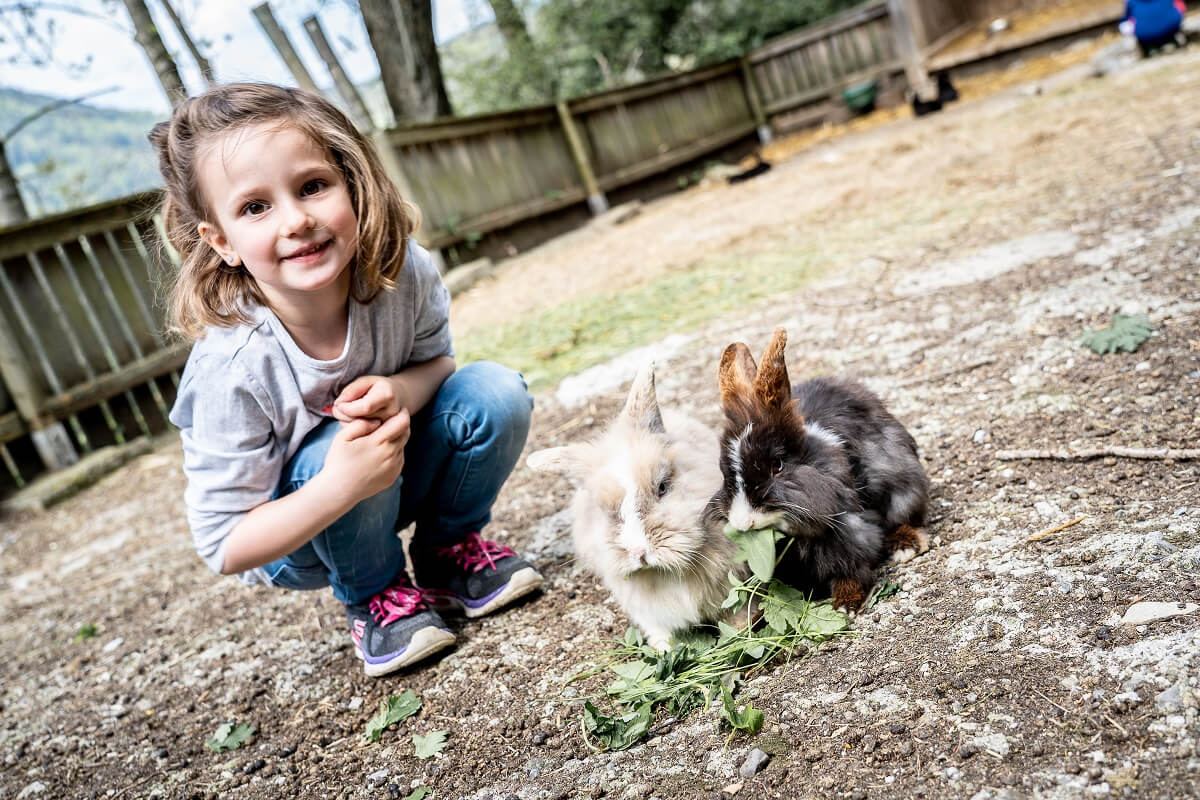 Streichelzoo Mädchen mit Hasen