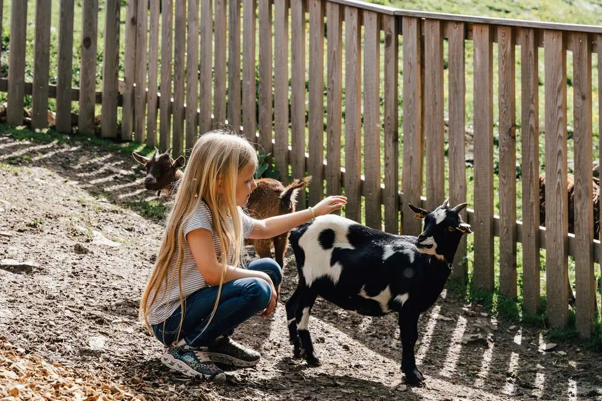 Streichelzoo Ziege Steiermark