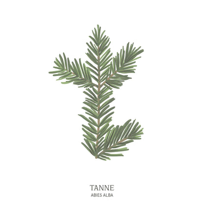Illustration einer Tanne (Abies) mit dichtem Nadelkleid und harmonischer Form – klassischer Lebensbaum im Baumhoroskop des Waldparks Hochreiter.