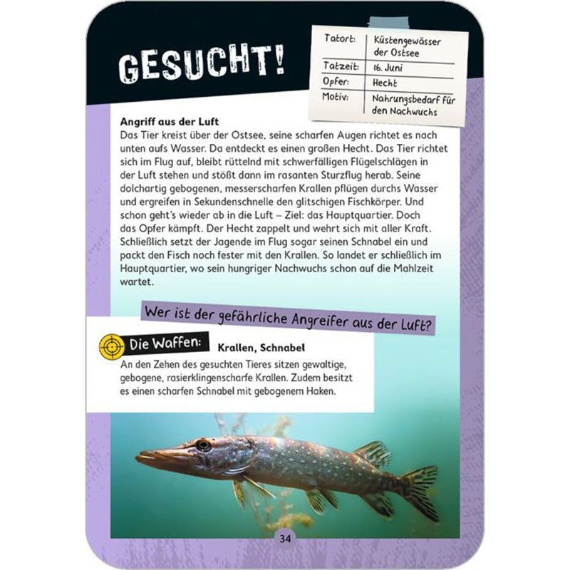 Kartenvorderseite „Tatort Natur“ – Gesucht: Ein gefährlicher Angreifer aus der Luft, beschrieben wird der Angriff auf einen Hecht. Hinweis auf die Waffen: Krallen und Schnabel.