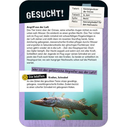 Kartenvorderseite „Tatort Natur“ – Gesucht: Ein gefährlicher Angreifer aus der Luft, beschrieben wird der Angriff auf einen Hecht. Hinweis auf die Waffen: Krallen und Schnabel.