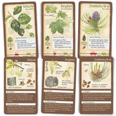 Mehrere Baumkarten mit detailreichen Illustrationen von Rotbuche, Bergahorn und Zirbelkiefer samt Merkmalen und Infos.