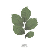 Illustration einer Ulme (Ulmus) mit elegant geschwungenen Ästen und reichem Laub – Teil des Baumhoroskops im Waldpark Hochreiter.