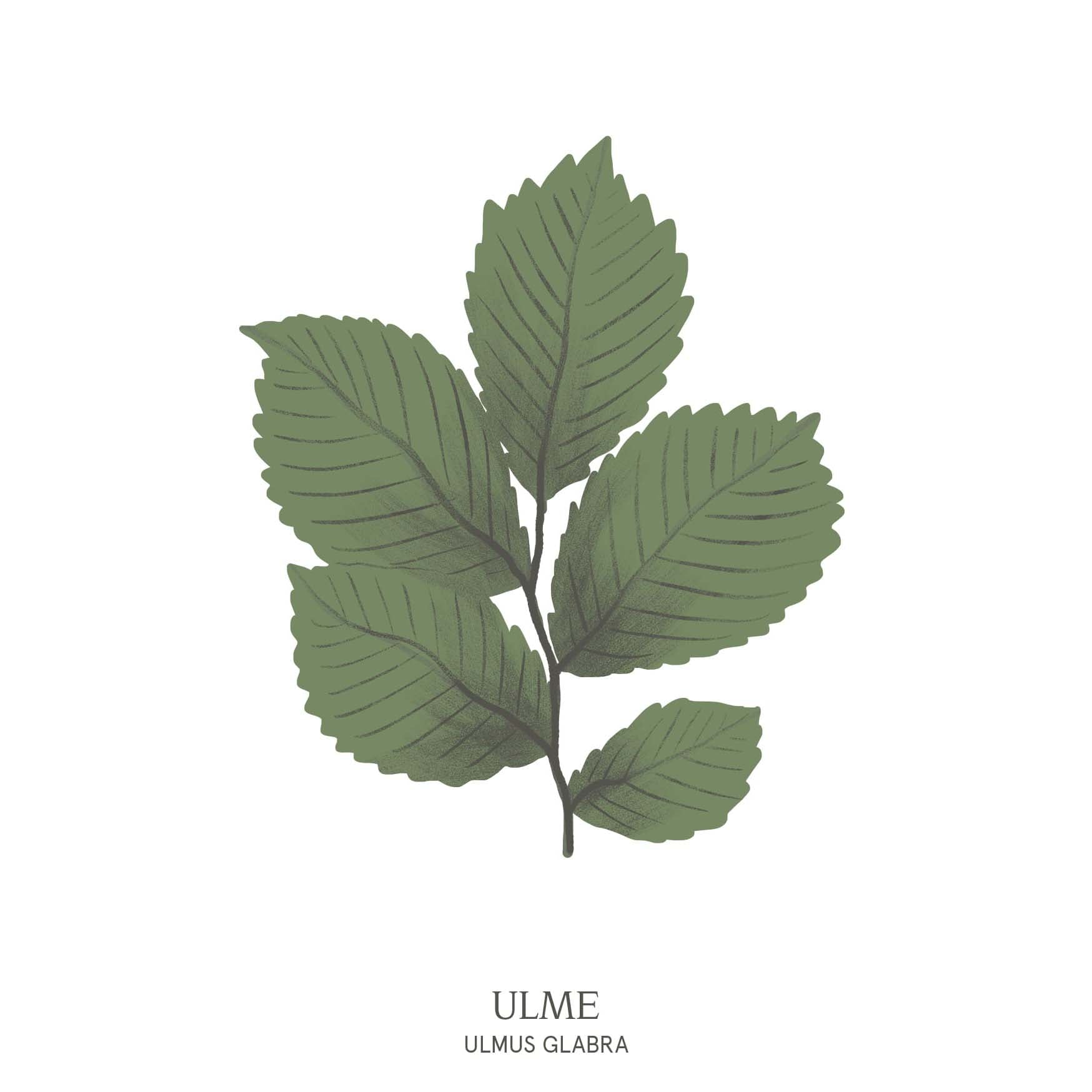 Illustration einer Ulme (Ulmus) mit elegant geschwungenen Ästen und reichem Laub – Teil des Baumhoroskops im Waldpark Hochreiter.