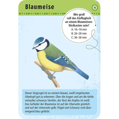 Vorderseite der Entdeckerkarte Blaumeise aus dem Spiel 50 heimische Vögel