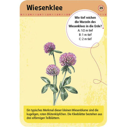 Vorderseite der Entdeckerkarte Wiesenklee aus dem Spiel 50 heimische Blumen